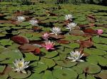 Nymphaea odorata Aiton ssp. odorata