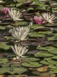 Nymphaea odorata Aiton ssp. odorata