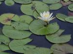 Nymphaea odorata Aiton ssp. odorata