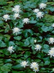 Nymphaea odorata Aiton ssp. odorata
