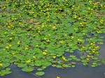 Nymphoides peltata (Gmelin) Kuntze