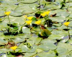 Nymphoides peltata (Gmelin) Kuntze