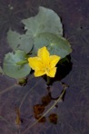 Nymphoides peltata (Gmelin) Kuntze
