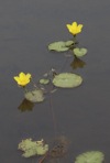 Nymphoides peltata (Gmelin) Kuntze