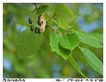 Nyssa aquatica L.