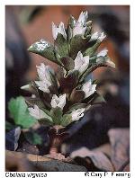 Obolaria virginica L.