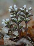 Obolaria virginica L.