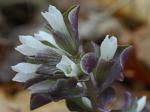 Obolaria virginica L.