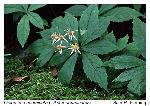 Oclemena acuminata (Michx.) Greene