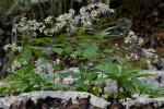 Oclemena acuminata (Michx.) Greene