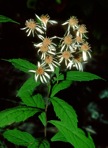 Oclemena acuminata (Michx.) Greene