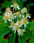 Oclemena acuminata (Michx.) Greene