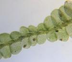 Odontoschisma denudatum (Nees) Dumort.