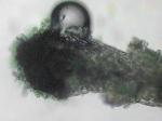 Odontoschisma denudatum (Nees) Dumort.