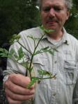 Oenanthe javanica (Blume) DC