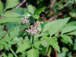 Oenanthe javanica (Blume) DC