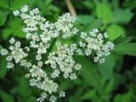 Oenanthe javanica (Blume) DC