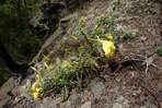 Oenothera argillicola Mackenzie