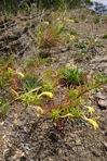 Oenothera argillicola Mackenzie