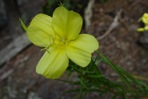 Oenothera argillicola Mackenzie