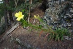 Oenothera argillicola Mackenzie
