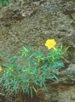 Oenothera argillicola Mackenzie