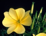 Oenothera biennis L.