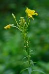 Oenothera biennis L.