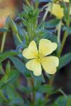 Oenothera biennis L.