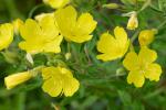 Oenothera fruticosa L.
