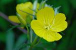Oenothera fruticosa L.
