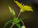 Oenothera tetragona Roth