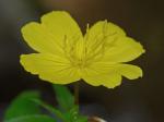 Oenothera tetragona Roth