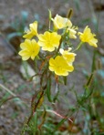 Oenothera fruticosa L.