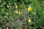 Oenothera tetragona Roth