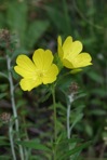 Oenothera fruticosa L.