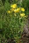Oenothera fruticosa L.