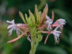 Oenothera gaura W.L. Wagner & Hoch