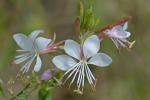 Oenothera gaura W.L. Wagner & Hoch