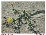 Oenothera humifusa Nuttall
