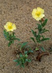 Oenothera humifusa Nuttall