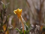Oenothera humifusa Nuttall
