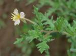 Oenothera laciniata Hill