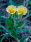 Oenothera laciniata Hill