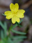Oenothera perennis L.