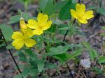 Oenothera perennis L.