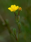 Oenothera perennis L.