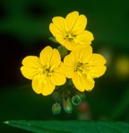 Oenothera perennis L.
