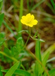 Oenothera perennis L.
