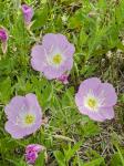 Oenothera speciosa Nuttall